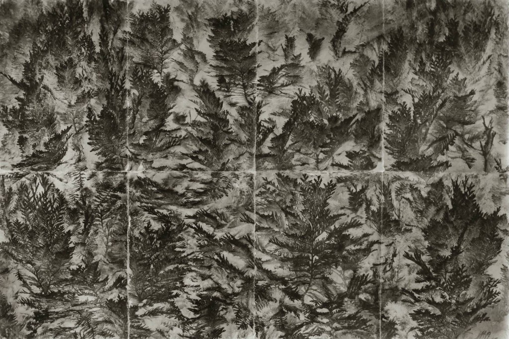 Gregor Torzs - Thuja 2020,  86x129  in  Platinum Palladium auf Kozo 