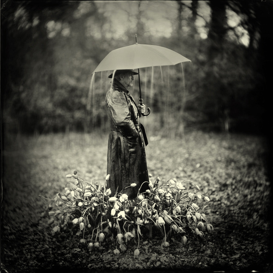 tears for tulips tears for tulips