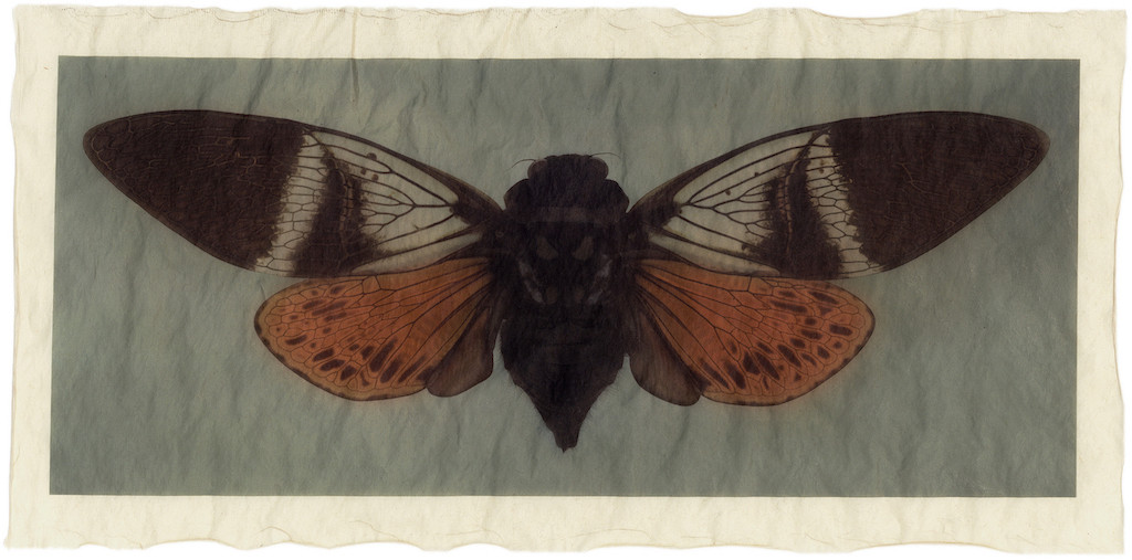 GT_F_357_nikk GT_F_357_nikk